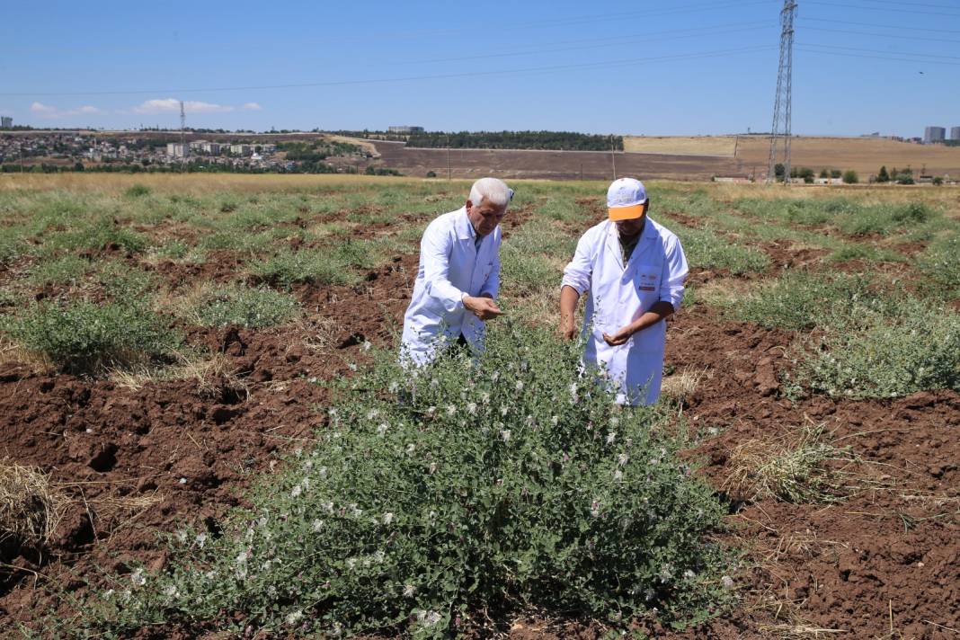 15 yıllık çaba sonuç verdi. Türkiye'de ilk kez yetiştirilecek. Bir kez ekildiğinde 200 yıl ürün veriyor 5